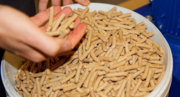 Co prasata jedí a čím je krmit, aby doma rychle rostla